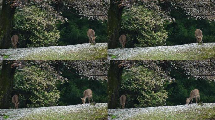 日本樱花季节的亚洲鹿。