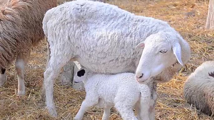 年轻的新生小羊羔