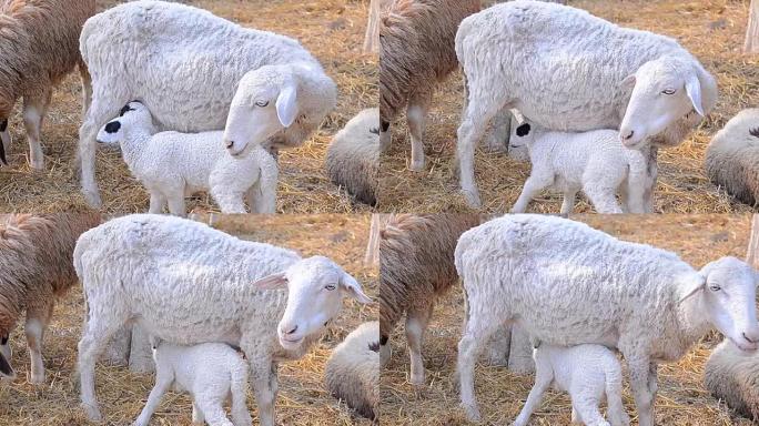 年轻的新生小羊羔
