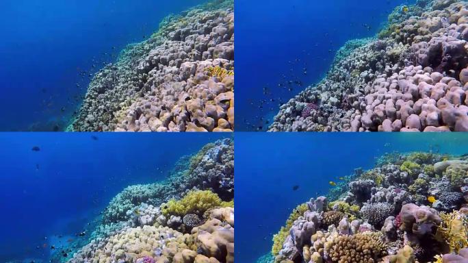 天然玛莎珊瑚礁