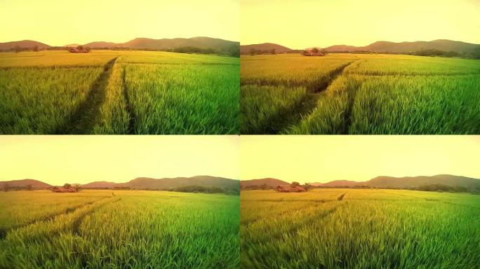 空中拍摄上午的稻田视野