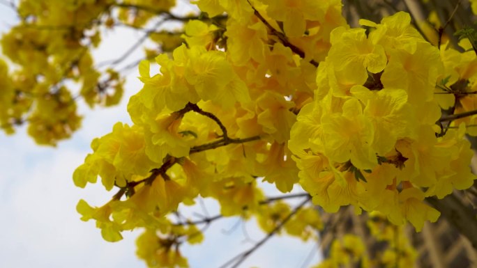 （原创）风铃花开