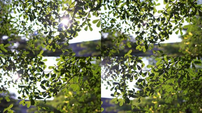 阳光穿过树枝和绿叶