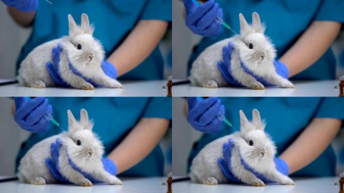 兽医手给兔子、宠物注射预防狂犬病、破伤风疫苗
