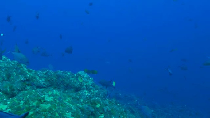 海底礁中的Trevally Jack鱼