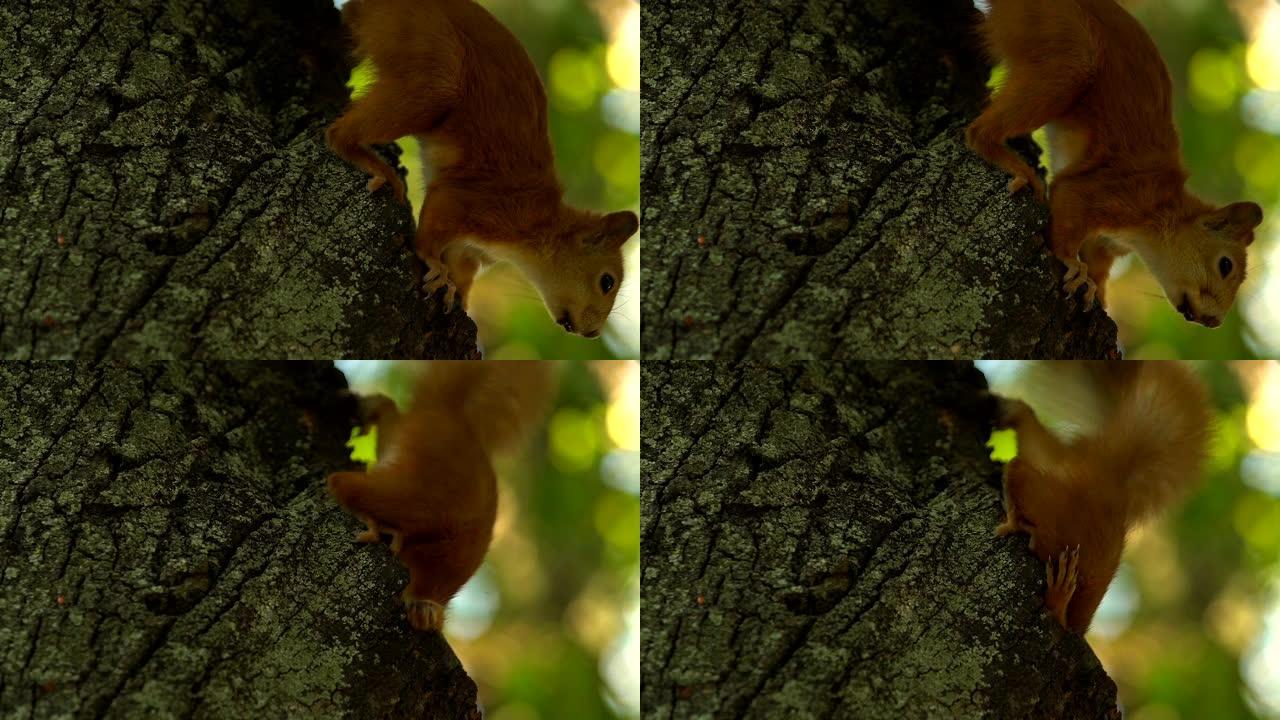 小松鼠把头藏在树上的空心里，害怕公园里的人，特写