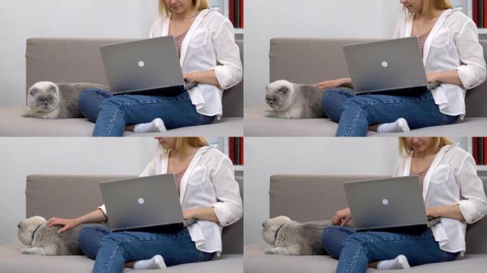 坐在沙发上的笔记本电脑上工作的女孩，抚摸猫放松，抗压力技巧