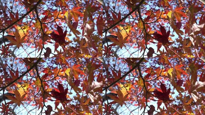 日本爱知县Korankei的彩色红枫叶树枝。