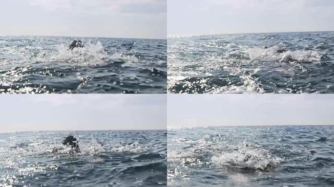 SLO MO男游泳运动员在阳光明媚的日子在海里向前爬行