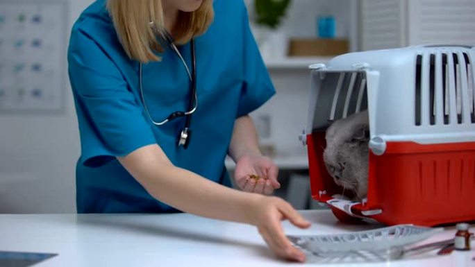 女性兽医在进行医疗检查之前给受惊的猫喂食，宠物藏在载体中