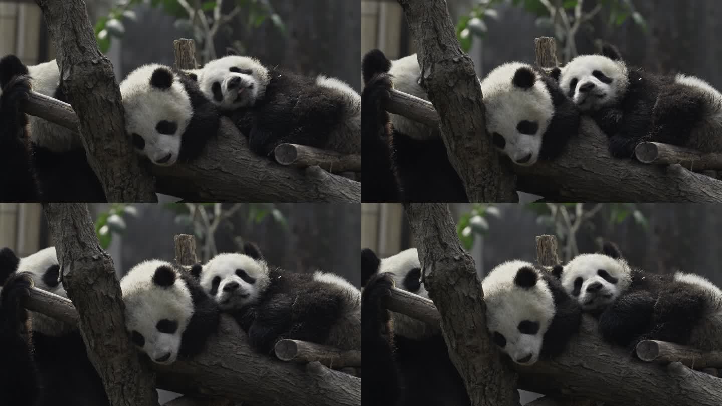 两只睡觉的大熊猫宝宝