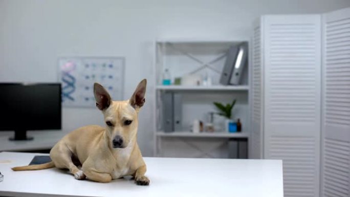 大耳朵的悲伤狗躺在兽医诊所的桌子上，动物健康检查