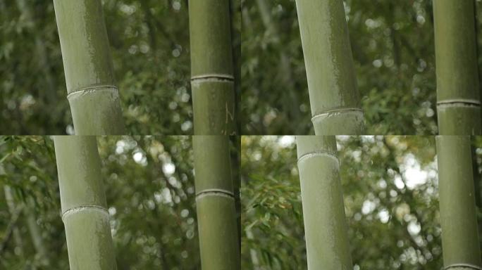 竹子的强大绿色茎，未触及的自然，热带气候，强度