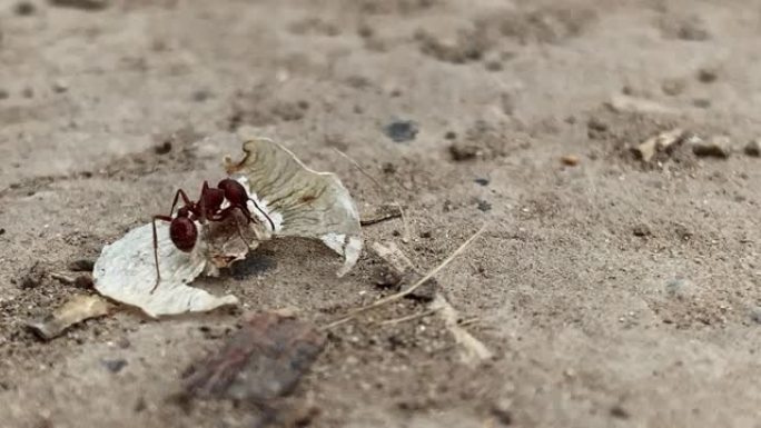 一只红色的小蚂蚁尝试并成功地用嘴捏在户外的泥土上捡起种子