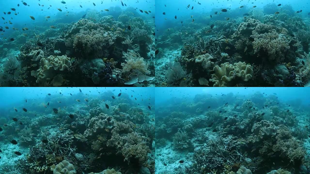 印尼拉贾安帕特的珊瑚礁