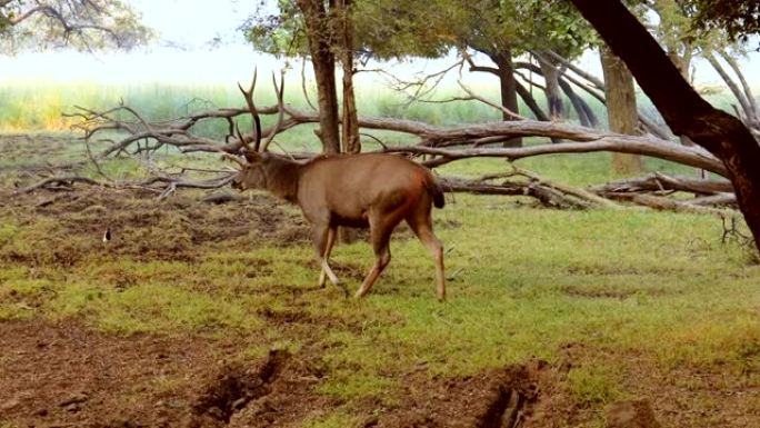 Sambar Rusa unicolor是一种大型鹿，原产于印度次大陆，华南和东南亚，被列为易危物种
