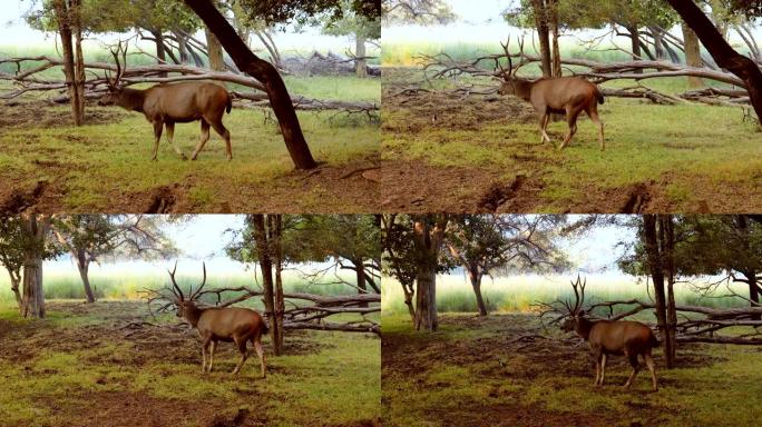 Sambar Rusa unicolor是一种大型鹿，原产于印度次大陆，华南和东南亚，被列为易危物种