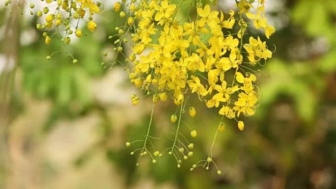 风中的金雨花 (决明子瘘管花)