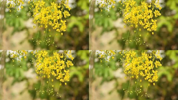 风中的金雨花 (决明子瘘管花)