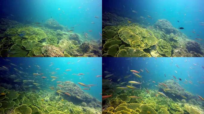 水下史诗般的自然: 迷宫珊瑚 (蒙蒂波拉)。