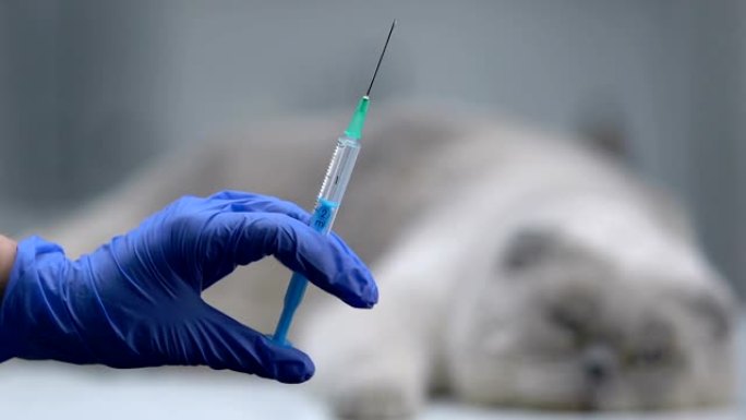 兽医手持注射器，猫躺在背景，年度宠物疫苗接种