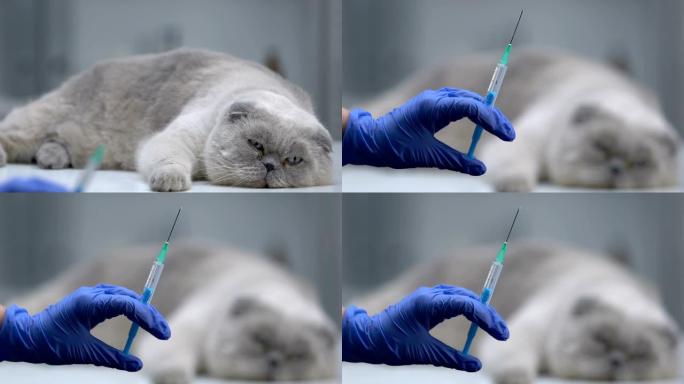 兽医手持注射器，猫躺在背景，年度宠物疫苗接种
