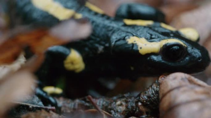黑森林一堆树叶上的黑黄火蝾螈