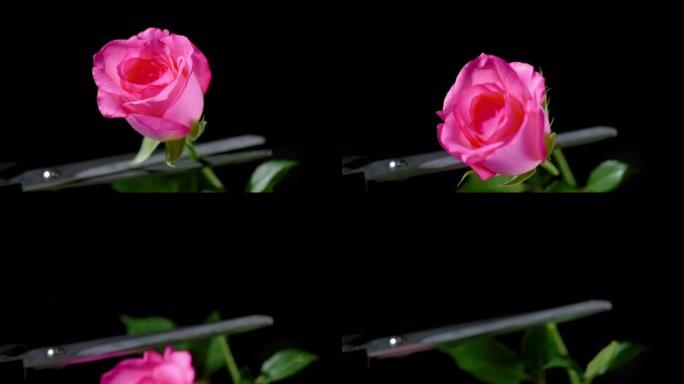 SLO MO粉红玫瑰花被剪刀剪掉茎