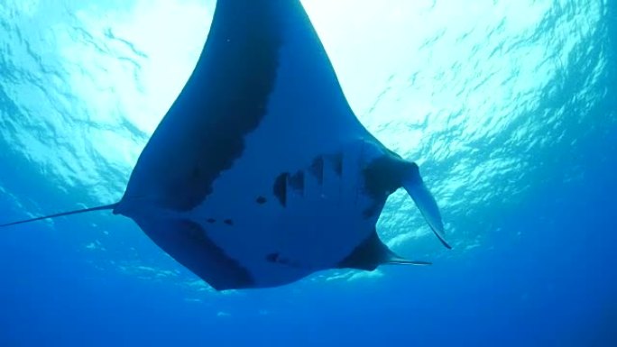 海面下的巨型海洋蝠ta (manta birostris)