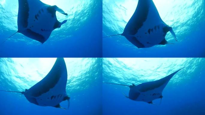 海面下的巨型海洋蝠ta (manta birostris)