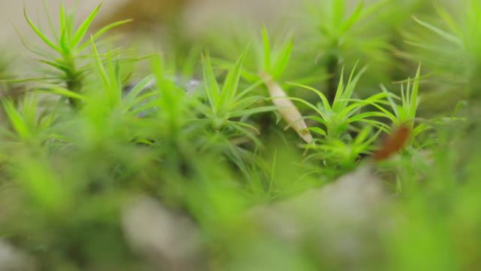 黑色甲虫沿着树叶树枝和杂草爬行的特写镜头