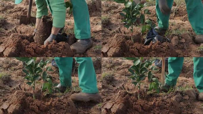 在橙色农田种植橙树