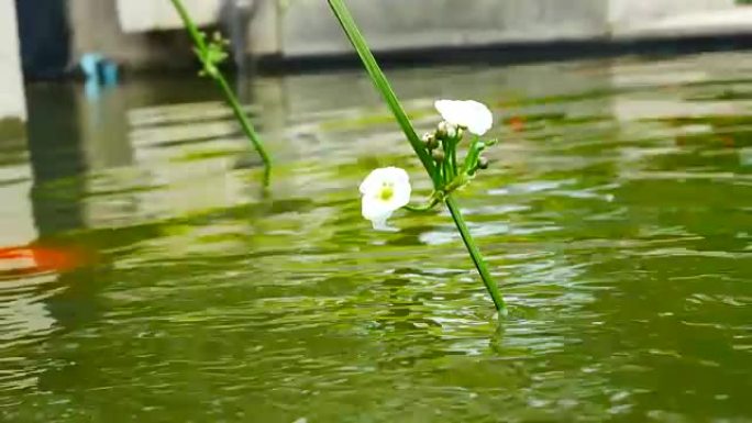 漂浮在鱼塘上的白花