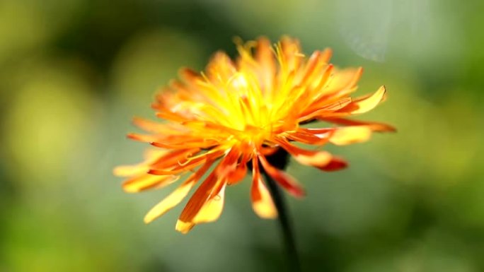 可丽饼 (Crepis)，在世界某些地区通常是菊科的一年生和多年生开花植物的属。