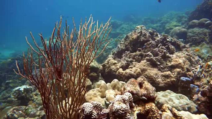 水下史诗般的自然: 红海鞭珊瑚 (Elisella。