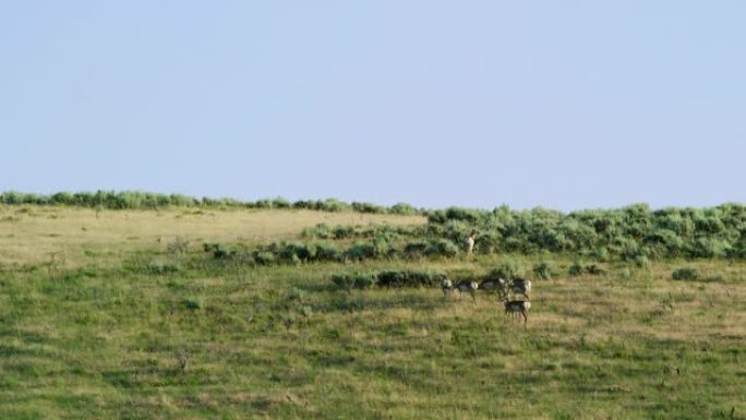 在阳光明媚的日子里，一群叉角羚在蒙大拿州北部远处的草地山坡上吃草