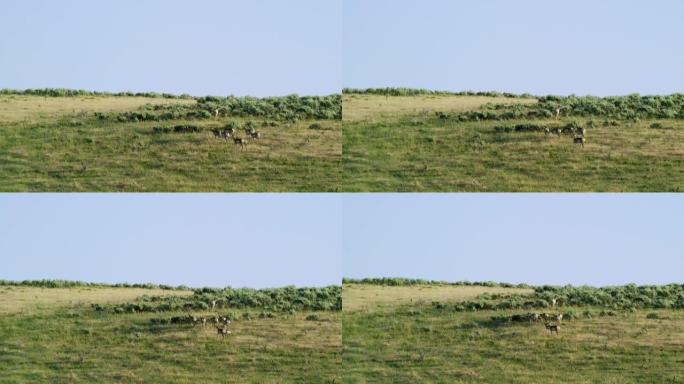 在阳光明媚的日子里，一群叉角羚在蒙大拿州北部远处的草地山坡上吃草