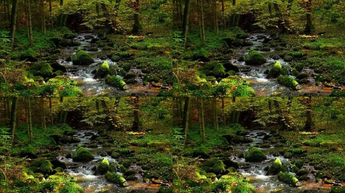 溪流在秋天的森林中流动