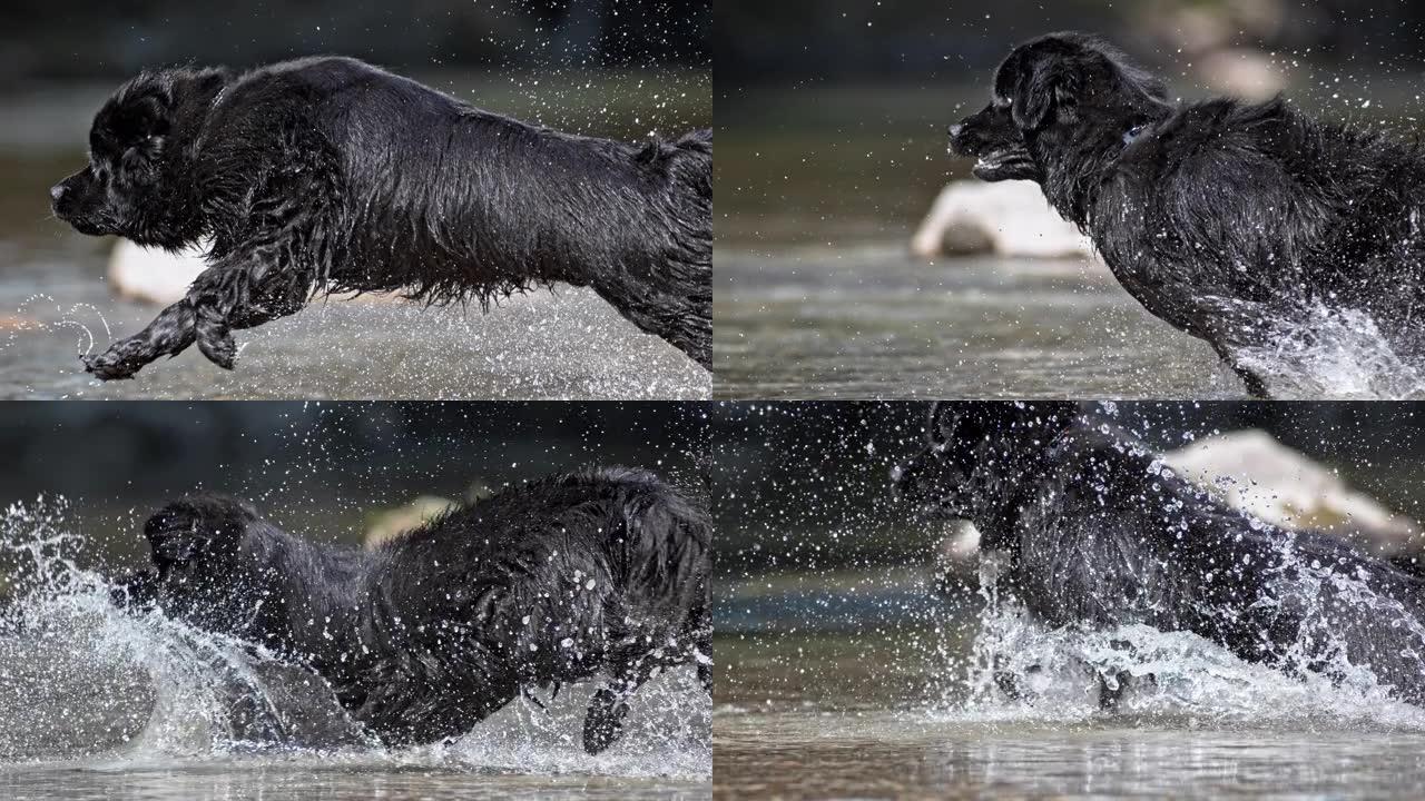 纽芬兰狗在阳光下跑进水里