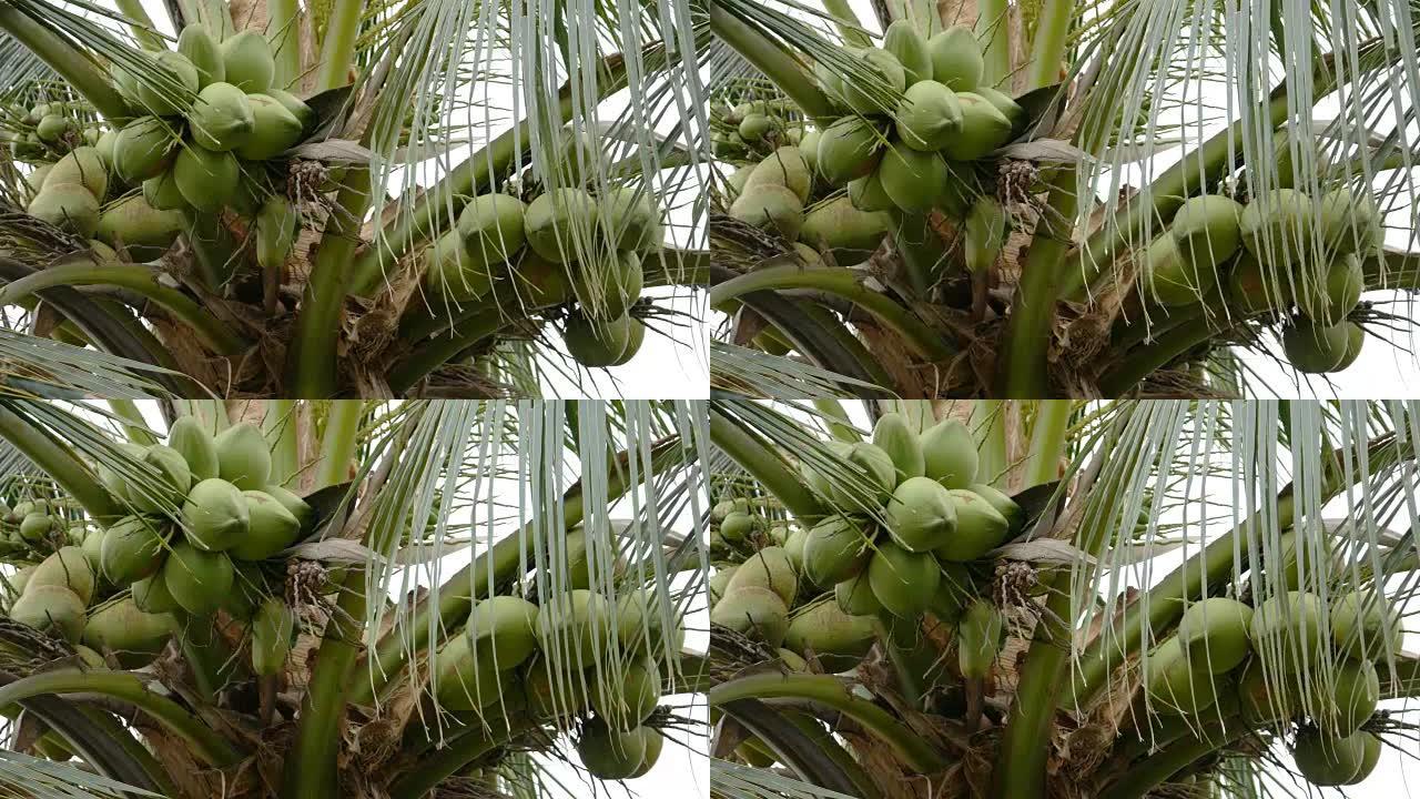 树上的椰子椰子汁椰子果热带雨林素材国外