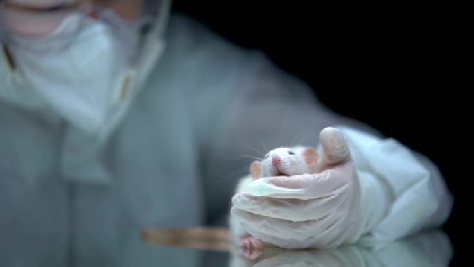 实验人员抱着老鼠，实验结果监测，动物试验