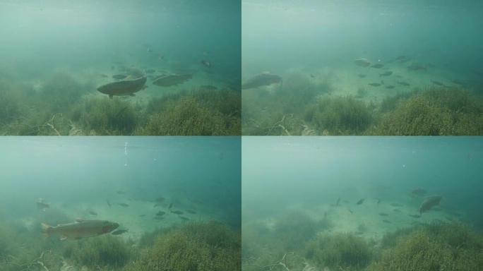 水下鳟鱼