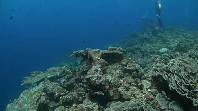 火山岛，水下有健康的硬珊瑚群落