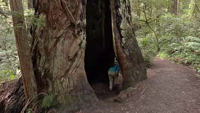 女徒步旅行者探索加利福尼亚古老的森林红木国家公园