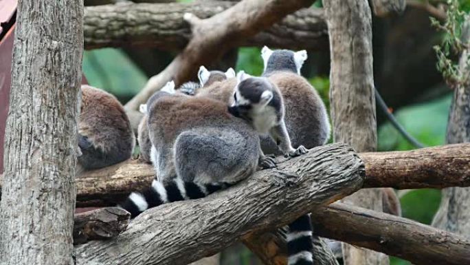 环尾狐猴 (Lemur catta) 睡在一起