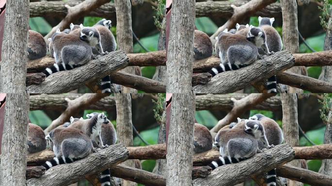 环尾狐猴 (Lemur catta) 睡在一起
