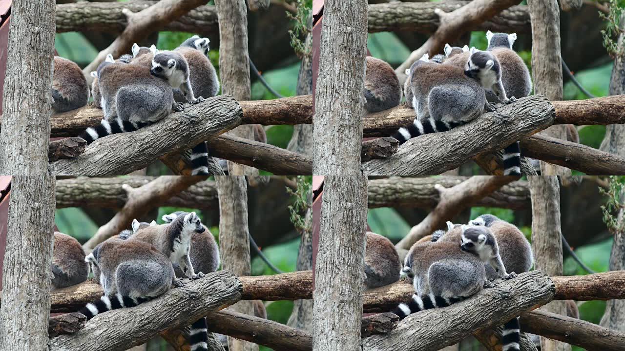 环尾狐猴 (Lemur catta) 睡在一起