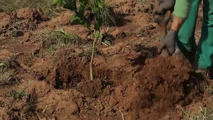 在橙色农田种植橙树