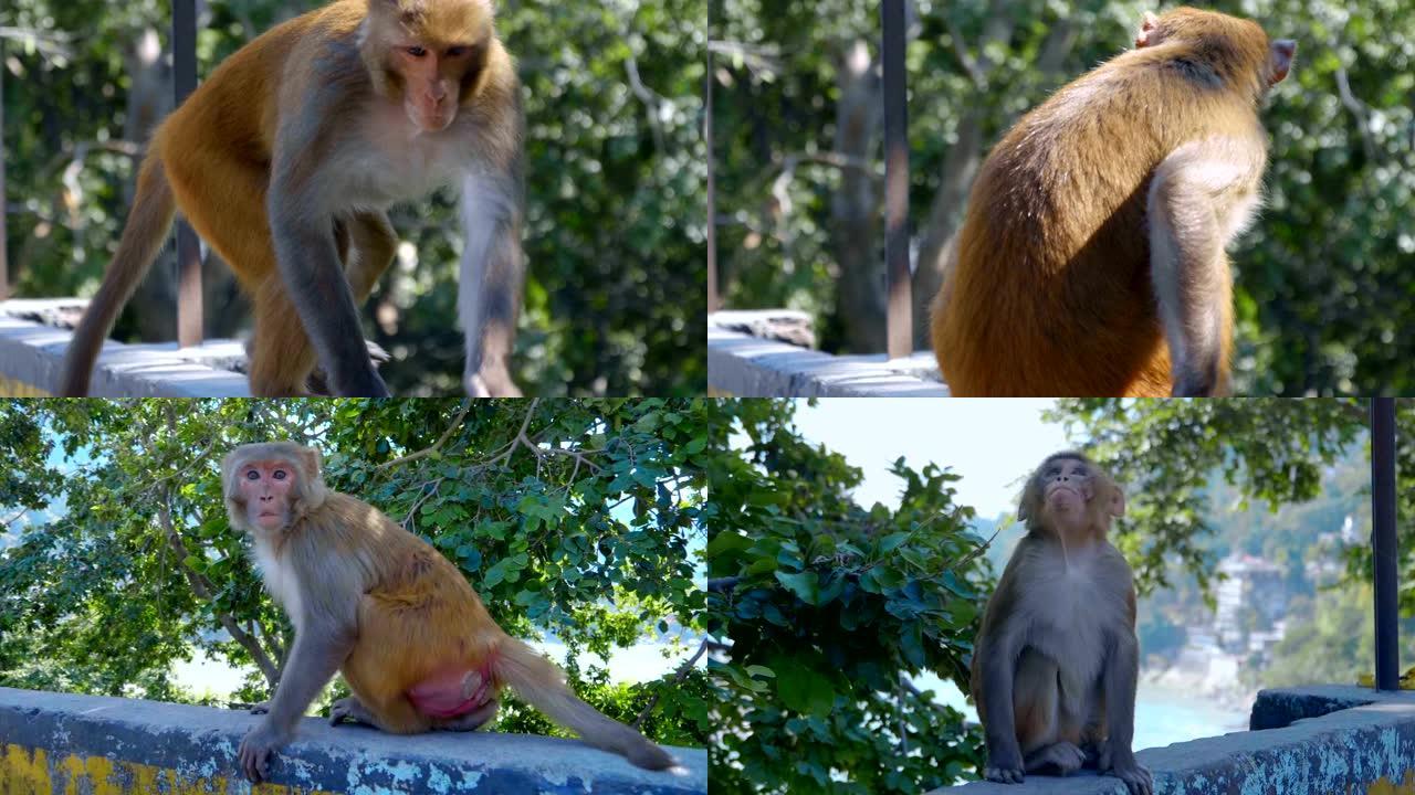 猴子坐在石头栅栏上，一个人被吓到了