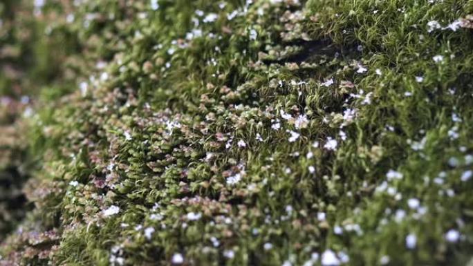 雪花落在苔藓上的特写镜头